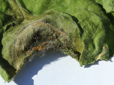 botrytis on cucumber leaf