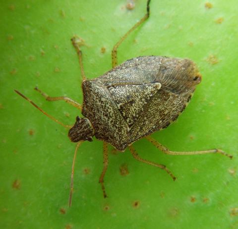Brown stink bug (Euschistus servus)