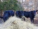 Three black cows eating hay in a wooded pasture