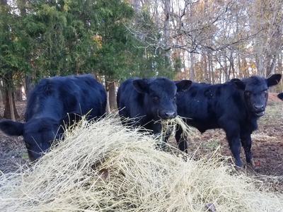 Three black cows eating hay in a wooded pasture
