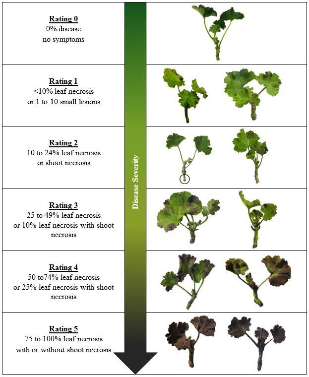 disease rating scale
