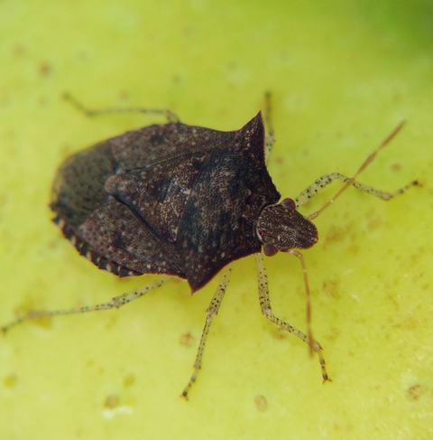 Dusky stink bug (Euschistus tristigmus)