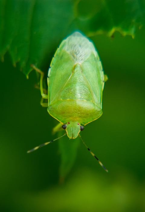 Green stink bug (Acrosternum hilare)
