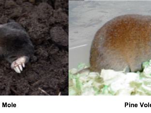 Picture of eastern mole and pine vole