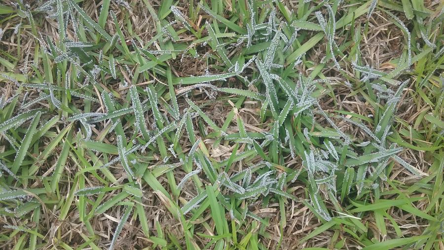 Slime mold fruiting bodies on the foliage of centipedegrass