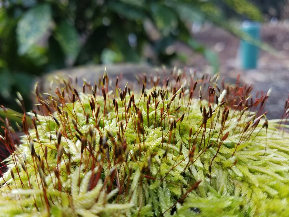 moss with sporophyte stage
