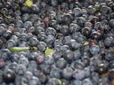 blueberries