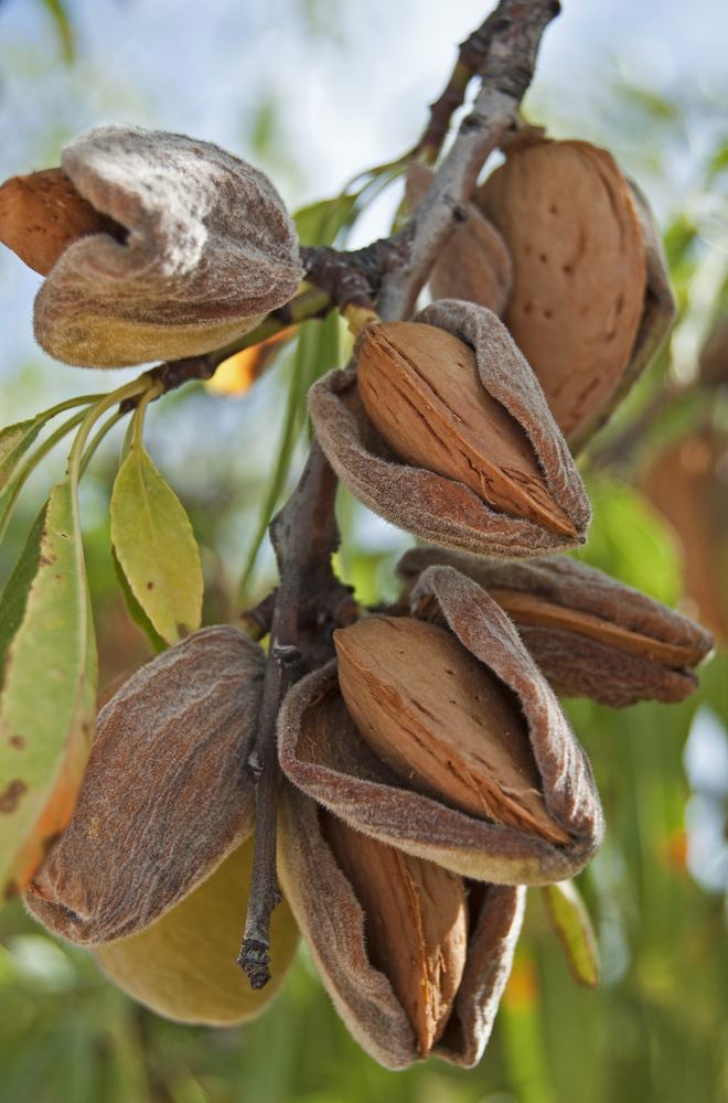 almonds on a tree