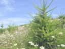 Young evergreen tree among daisies in a grassy meadow under a blue sky