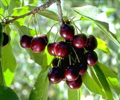 Cluster of ripe dark red cherries hanging from a leafy tree branch