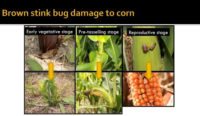 Stink Bug Management in Corn - Corn | NC State Extension