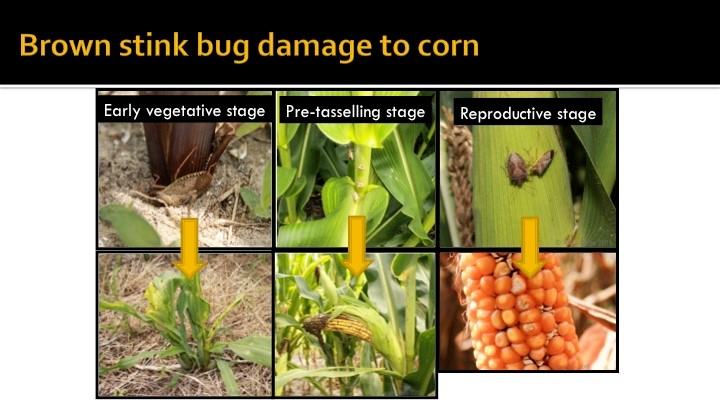stink bug damage