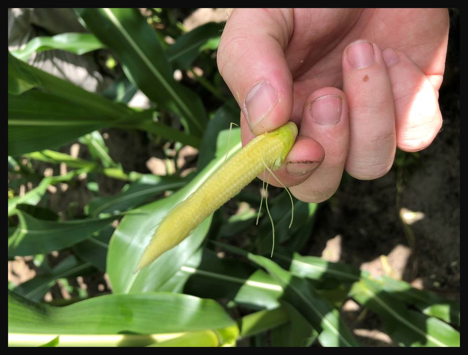leaf sheath and husk tissue surrounding the developing ear