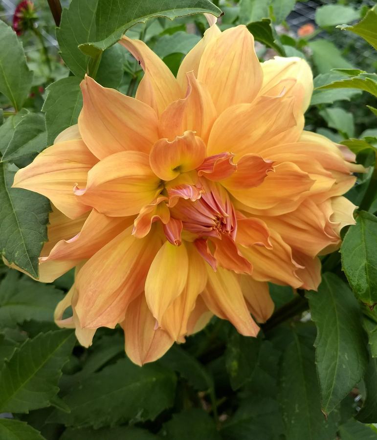 Cut Dahlia in Production Trials 2018