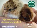 baby chicks advertising class