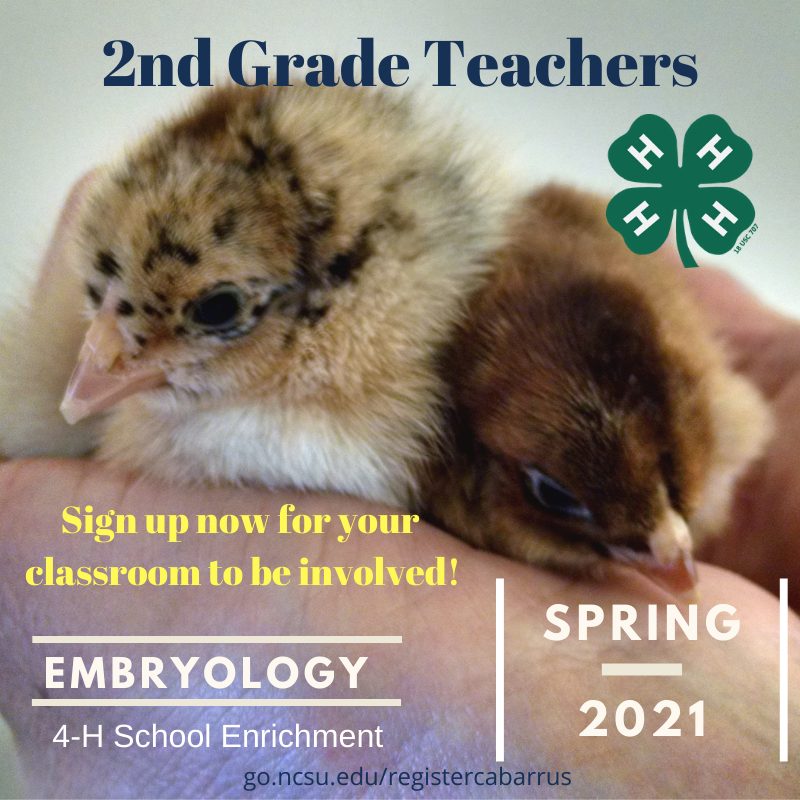 baby chicks advertising class