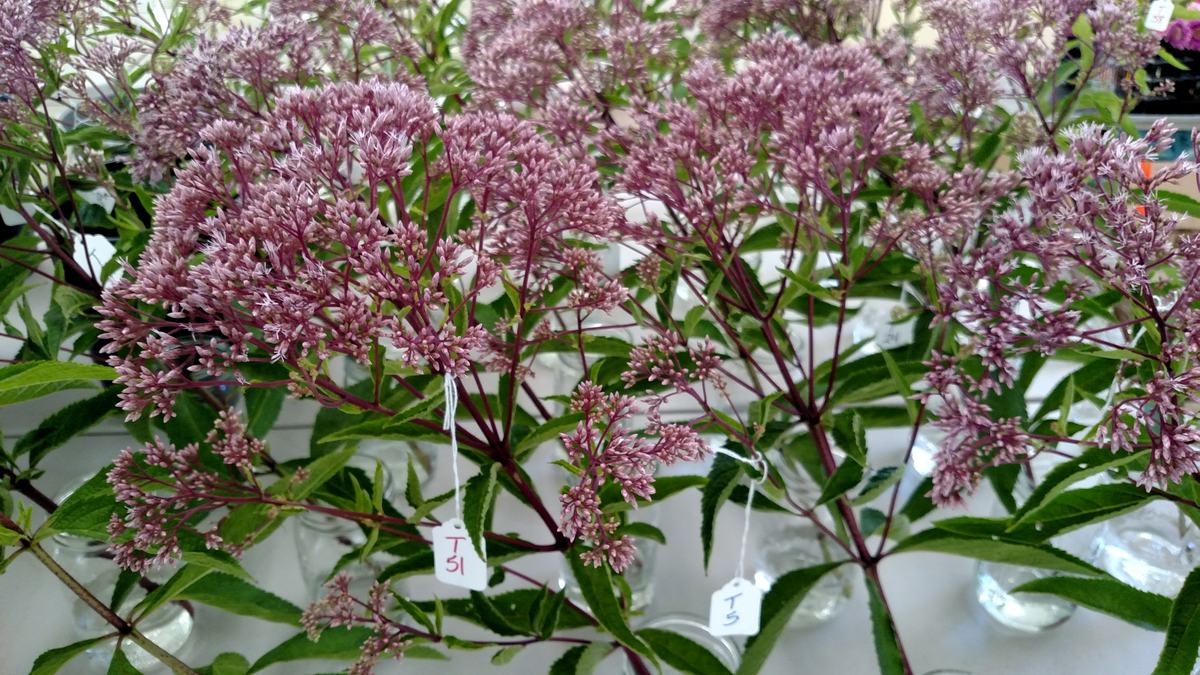 Eupatorium in vase life trial 2017