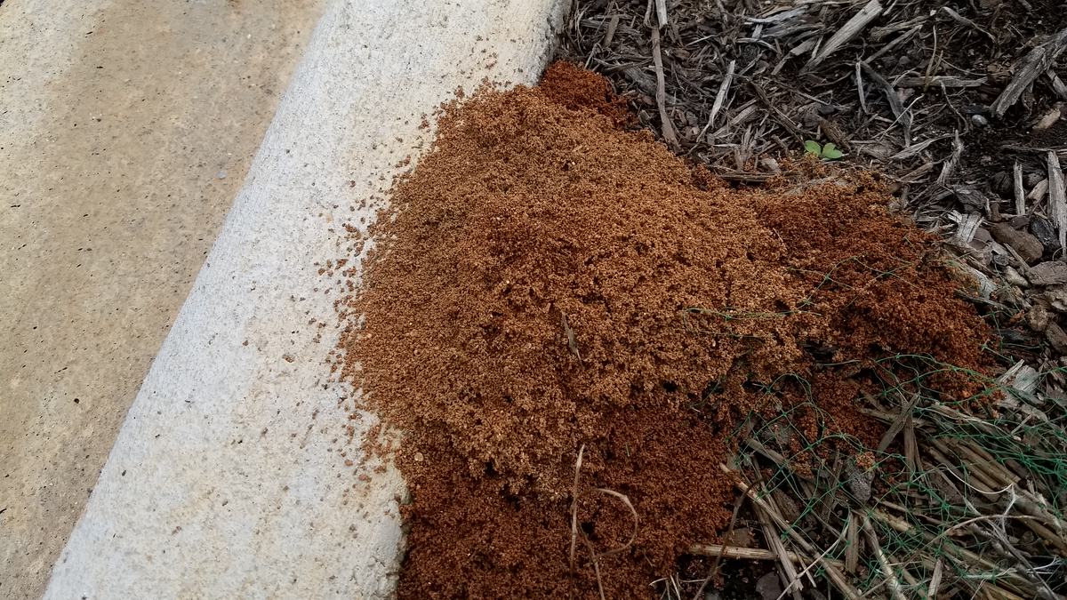 Fire Ant mound