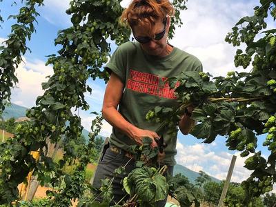 Person wearing "Virginia Tech Horticulture" shirt trimming hop bines in a field
