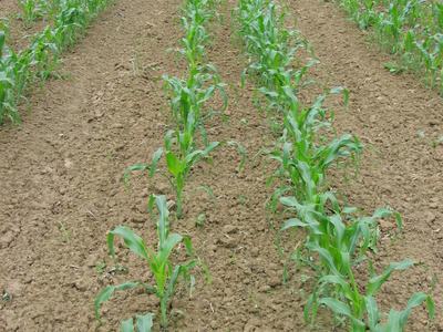 Young corn seedlings planted in straight rows on freshly tilled field