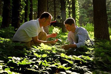 Extension agent in forest with intern examining a green plant.