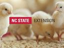 Chicks with NC State Extension logo
