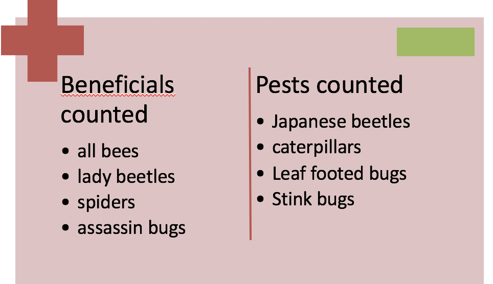 insects counted