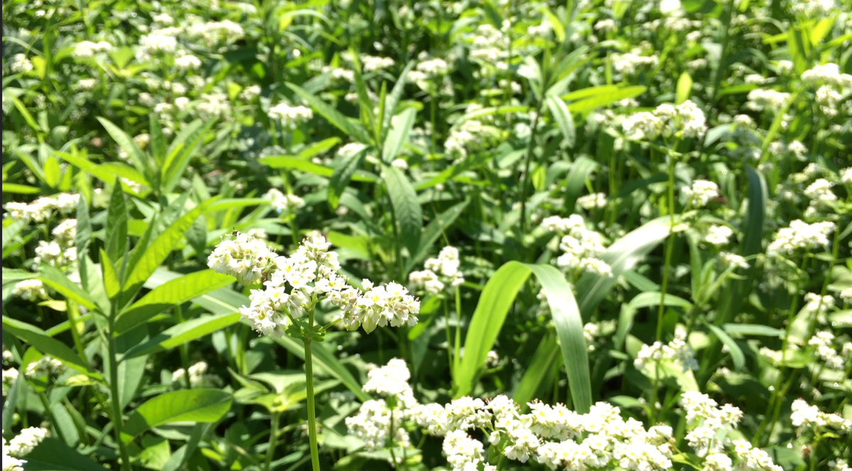 flowers within dense plant cover