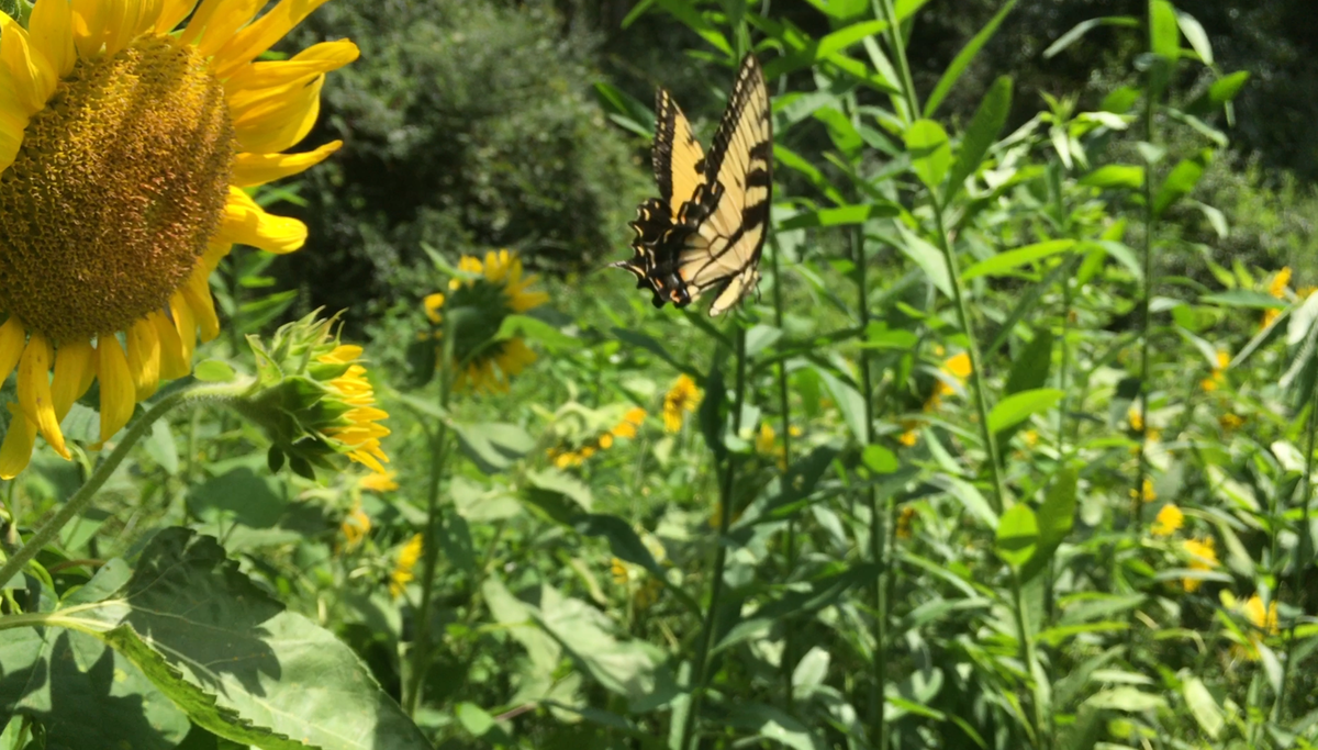 butterlies on sunflowers