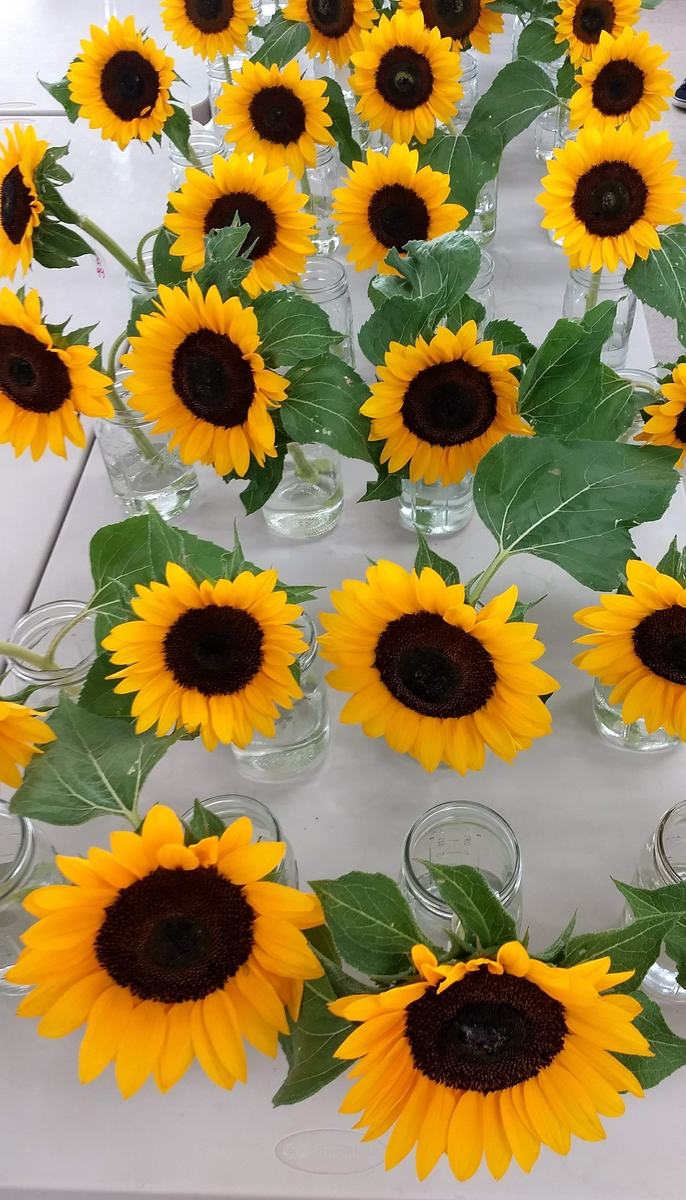 Sunflowers in vase life trials 2017