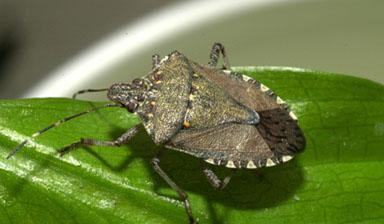 A Great Resource for Pest Managers: IPiPE - Integrated Pest Management ...