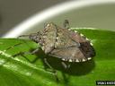 brown marmorated stink bug