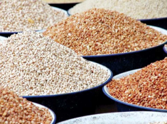 Shallow bowls filled with various whole grains in shades ranging from beige to brown