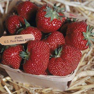 jewel strawberries