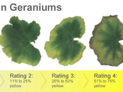Leaf yellowing scale in geraniums