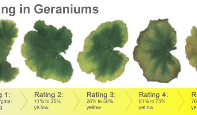 Prolonged Shipping and Fluctuating Temperatures Promote Gray Mold ...