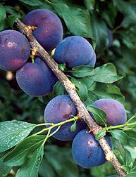 Cluster of ripe purple plums on a leafy tree branch