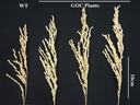 Four dried plant panicles labeled "WT" (left) and "GOC Plants" (top), 10 cm scale.