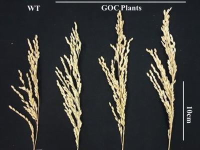 Four dried plant panicles labeled "WT" (left) and "GOC Plants" (top), 10 cm scale.