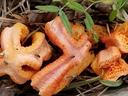 squid fungus