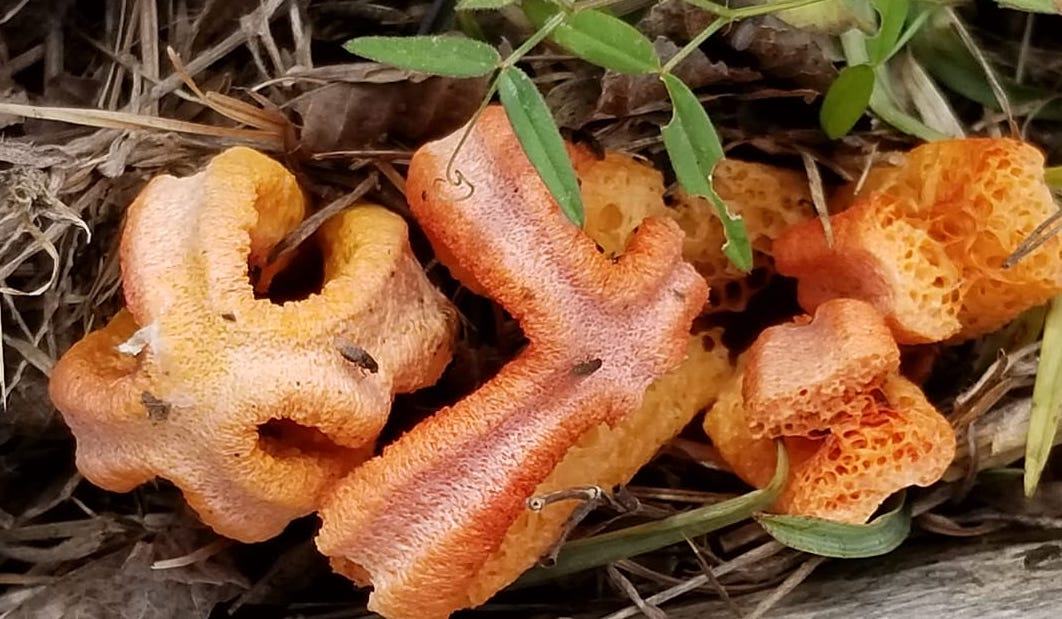 squid fungus