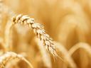 Ripe wheat head bending in a golden wheat field