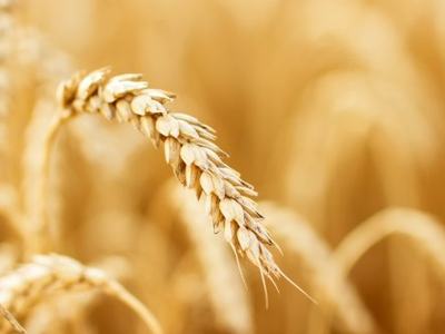 Ripe wheat head bending in a golden wheat field