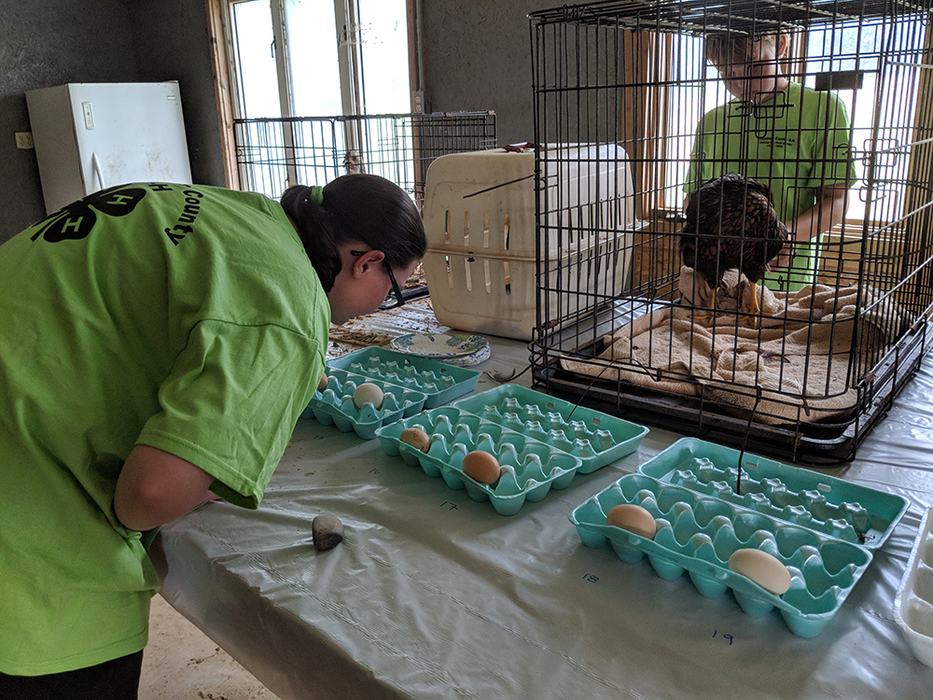 Samantha is grading exterior quality eggs, looking at shape, presence of calcium, dirt, manure, or feathers on the eggs. Grade A is what you buy in the store. 