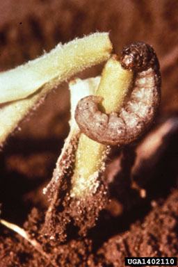 cutworm on flue-cured tobacco