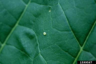tobacco hornworm egg