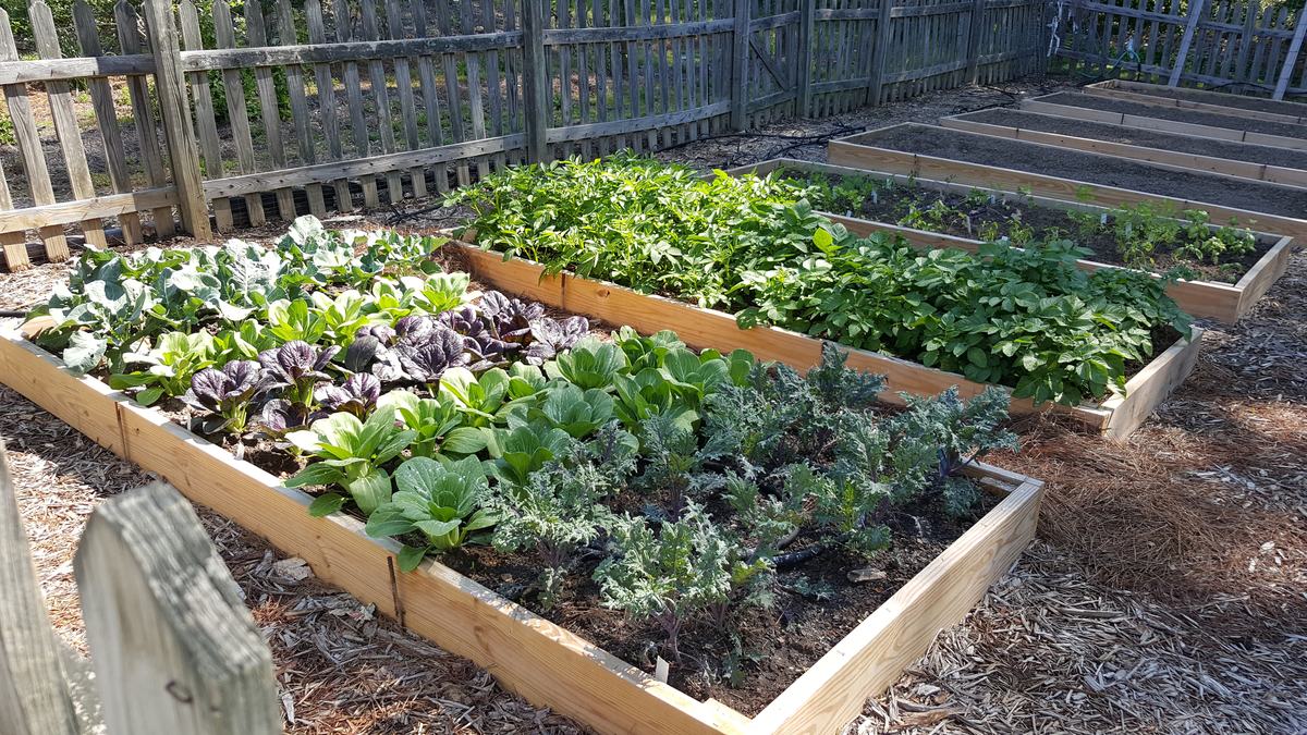 Vegetable bed with wooden border