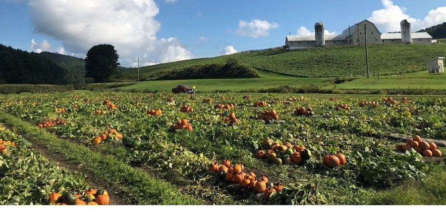 Pumpkin field