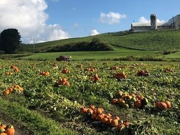 pumpkin field