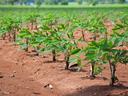 Rows of young cassava plants growing in red soil rows